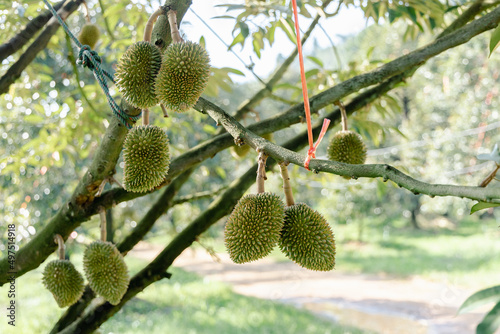 Durian is growing in the orchard of Chanthaburi , Thailand . King of fruit