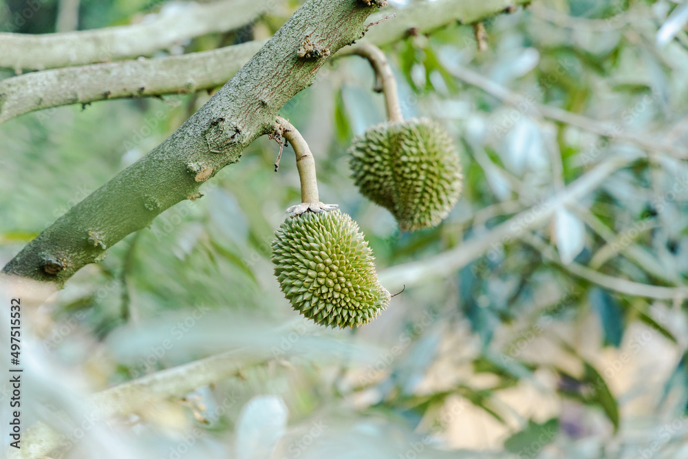 Durian is growing in the orchard of Chanthaburi , Thailand . King of fruit Durian is growing in the orchard of Chanthaburi , Thailand . King of fruit
