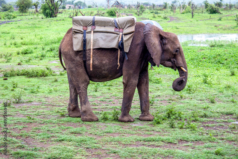 Fototapeta premium Elephant