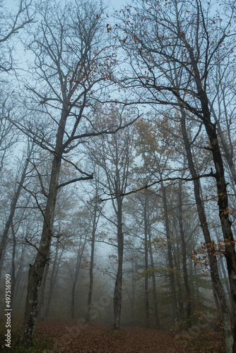A misty morning in an autumn forest. Naked tree trunks stand among the fallen leaves. In the background is a blue sky. A beautiful, mysterious autumn landscape.
