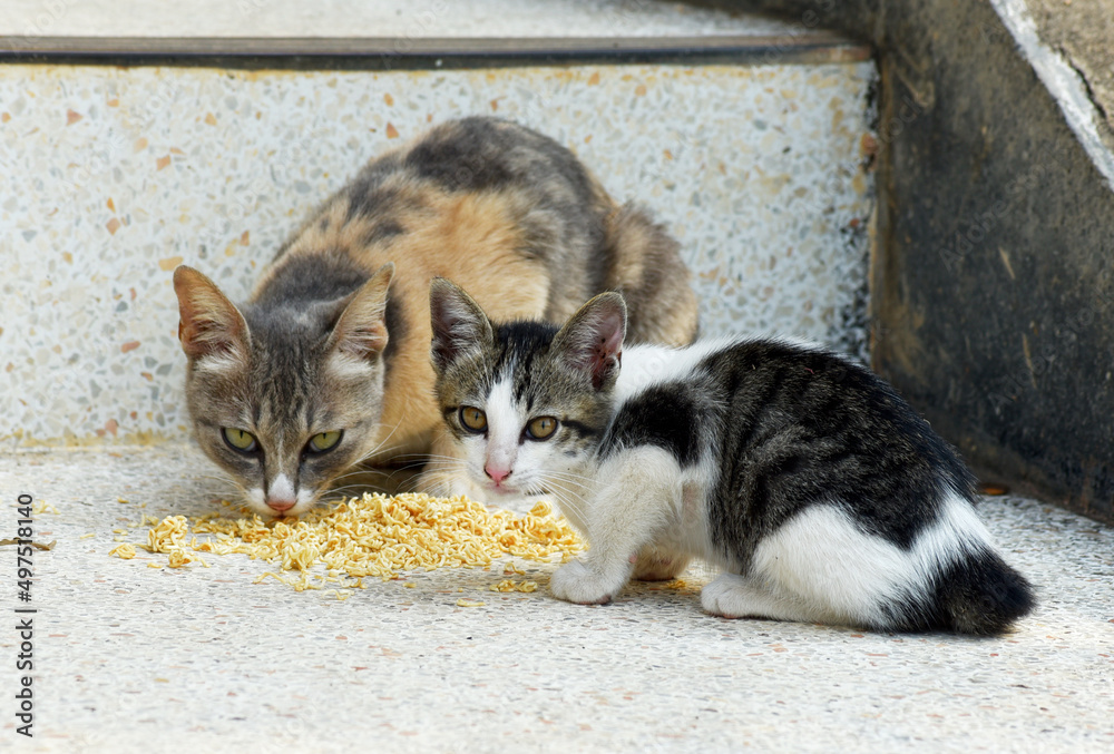 Cute black-and-white striped kittens and multicolored stray cat moms are eating at the stairs of the building. 