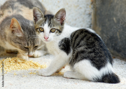 Cute black-and-white striped kittens and multicolored stray cat moms are eating at the stairs of the building.  © Somratana