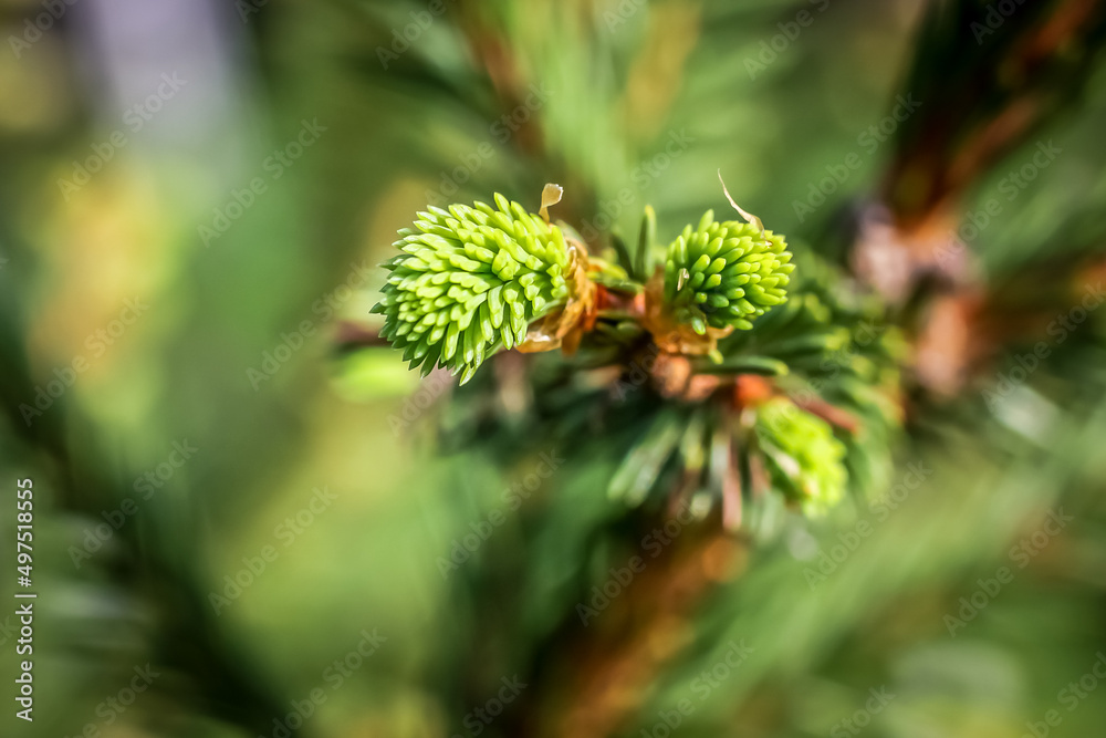 Spruce young needles close-up. Selective focus Spruce young needles close-up. Selective focus