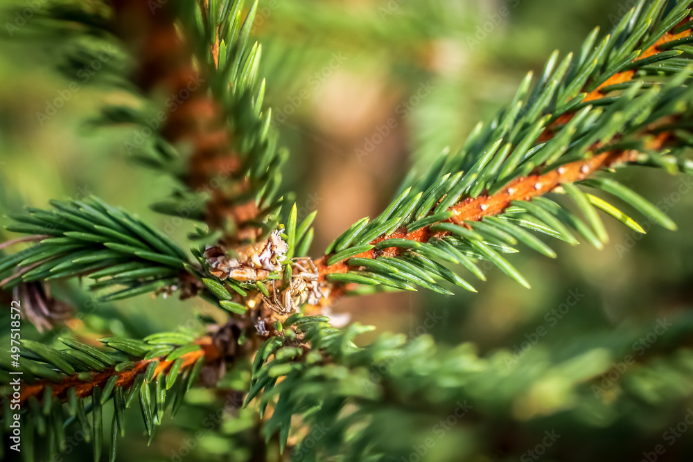 Spruce young needles close-up. Selective focus Spruce young needles close-up. Selective focus