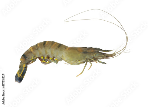 Tiger shrimp isolated on white