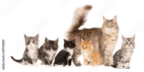 Funny cute litter of Maine coon kittens cat with their mother, close up. Largest domesticated breeds of felines. isolated on white