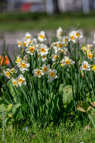 Narcissus tazetta paperwhite bunch flowered daffodil in bloom, early spring flowering white yellow plant