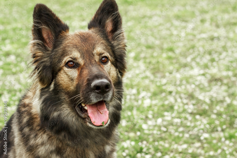 a large brown shepherd dog sits and looks around. High-quality photo. green grass. a large brown shepherd dog sits and looks around. High-quality photo. green grass.