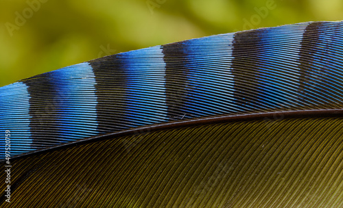 Obraz na plátně high detail of jay feather