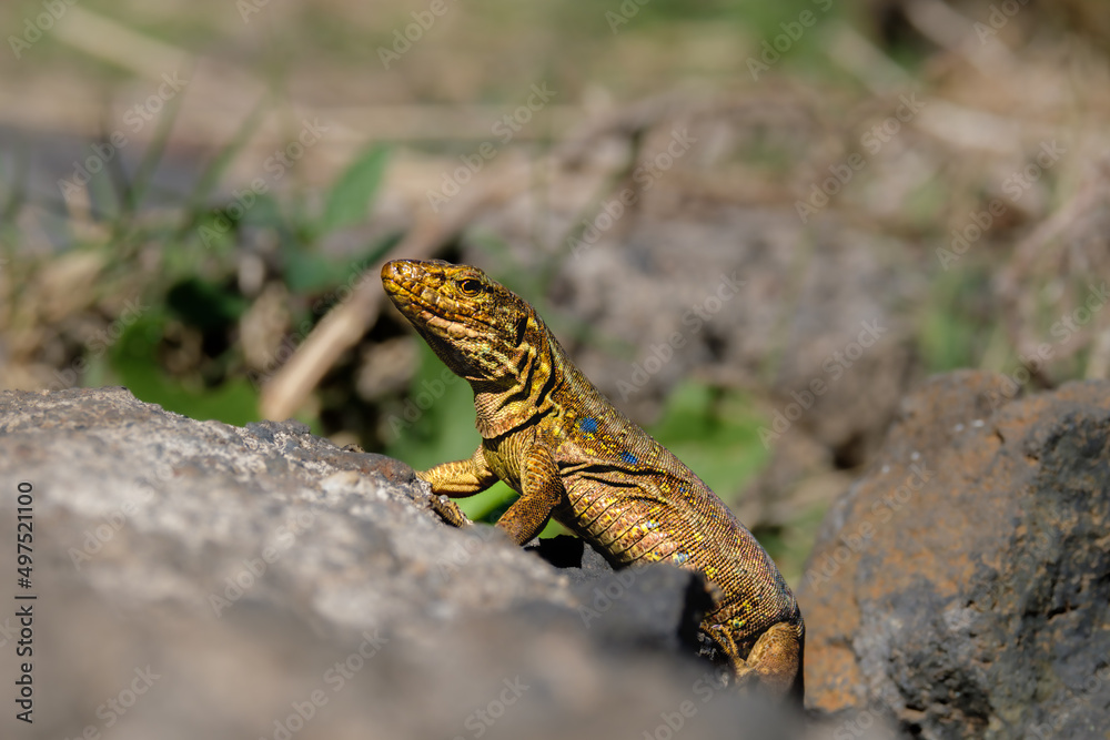 Obraz premium Portrait of a Canary Island lizard on the Canary Island Tenerife. A canary lizard on rocky ground in the wild closeup.