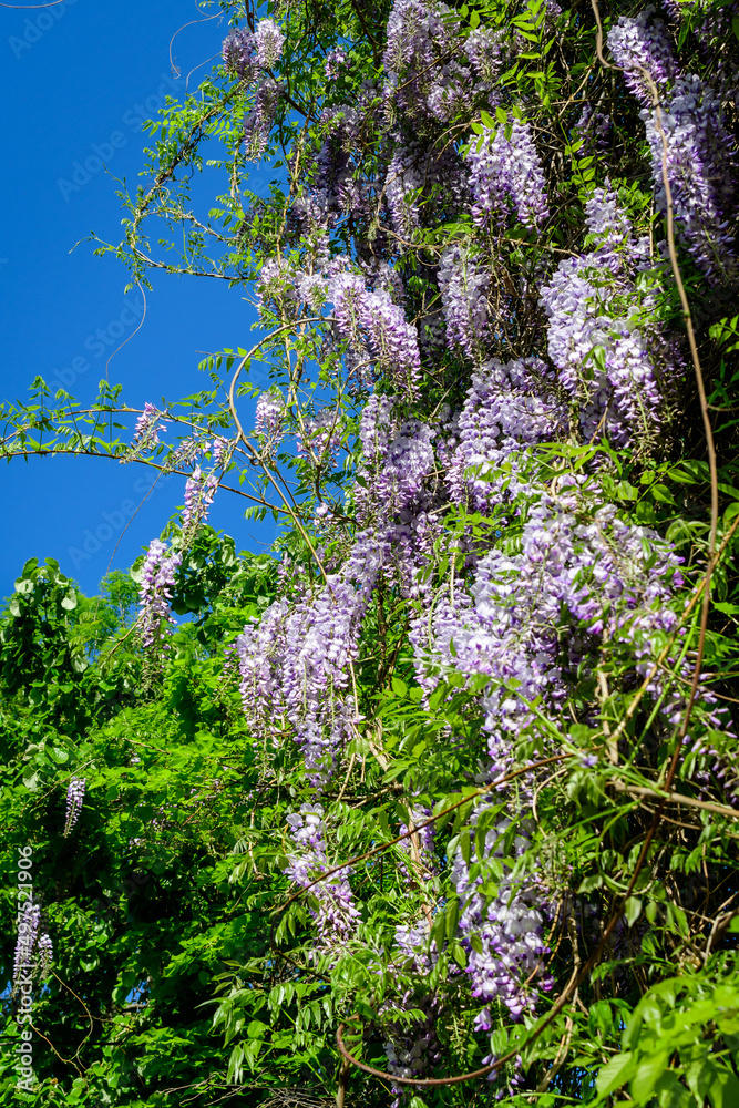 Close up of light blue Wisteria flowers and large green leaves towards clear blue sky in a garden in a sunny spring day, beautiful outdoor floral background photographed with selective focus. Close up of light blue Wisteria flowers and large green leaves towards clear blue sky in a garden in a sunny spring day, beautiful outdoor floral background photographed with selective focus.