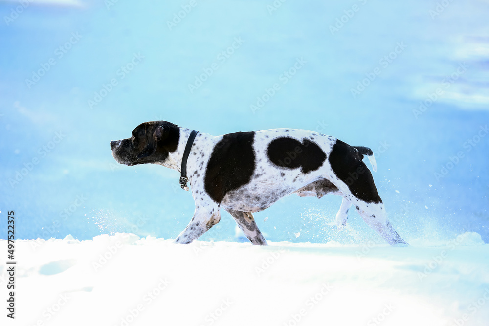 Dog english pointer