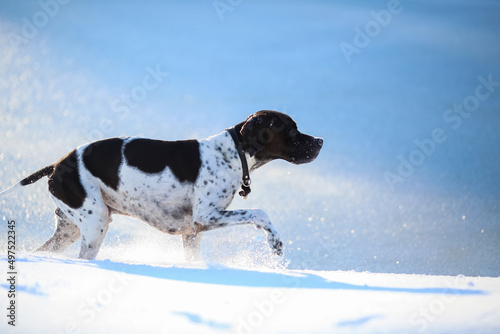 Fotografie Dog english pointer