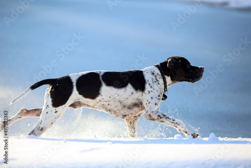 Obraz na plátně Dog english pointer