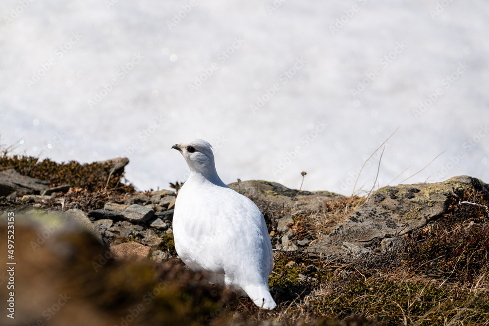 a Rock Ptarmigan, lagopus muta, female on the snow capped alps at a sunny spring day a Rock Ptarmigan, lagopus muta, female on the snow capped alps at a sunny spring day