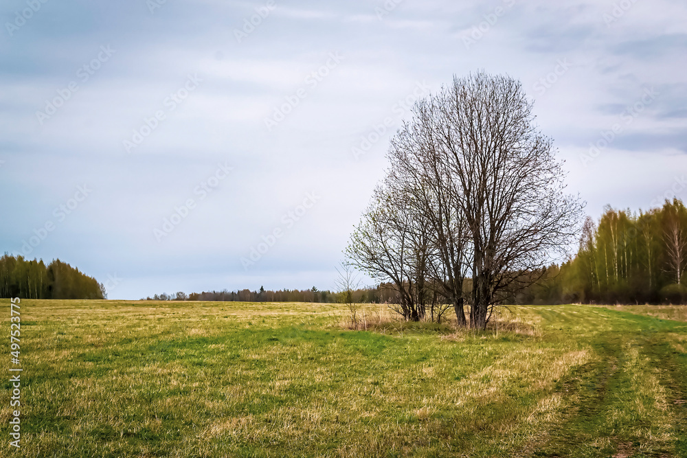 landscape green field