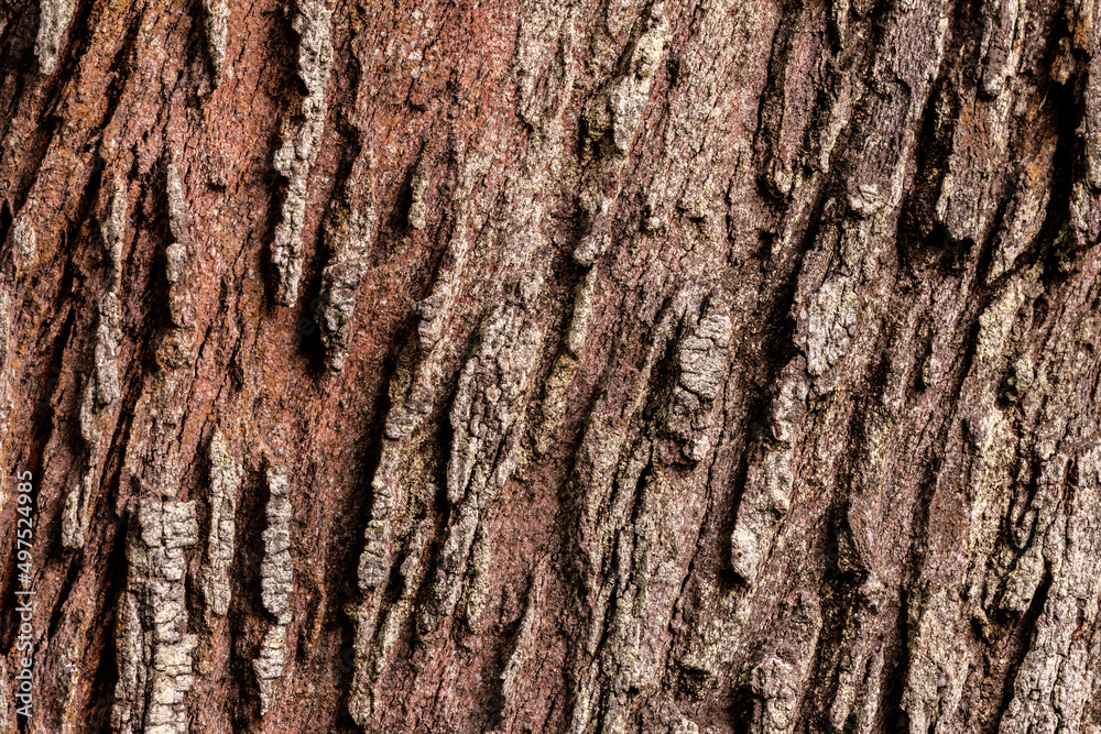 Obraz premium View of tree bark texture and background. Use for nature concept