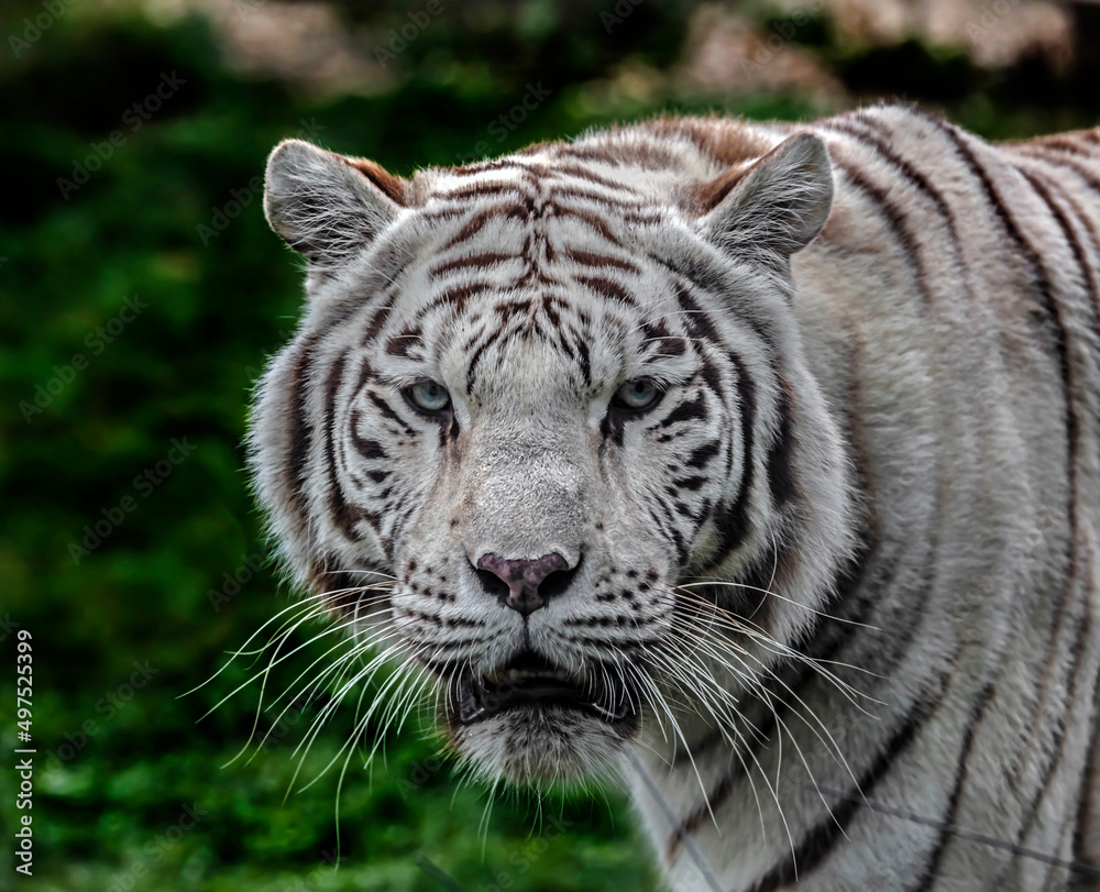 Fototapeta premium White tiger's head. Latin name -Panthera tigris tigris, var. alba 