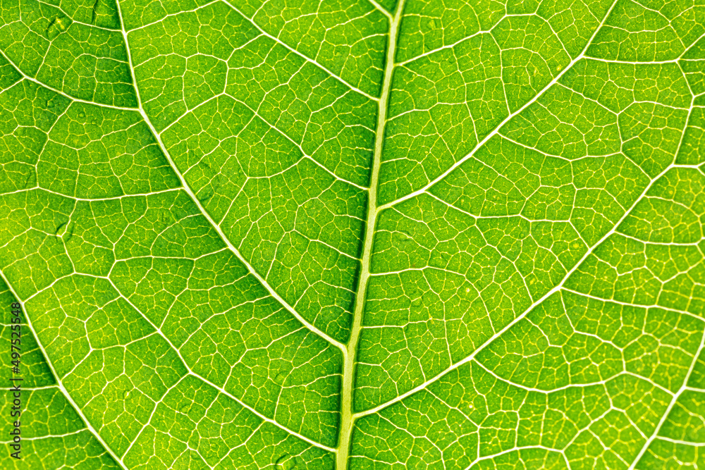 green macro leaf,Green leaves background. Leaf texture,background texture green leaf structure macro photography green macro leaf,Green leaves background. Leaf texture,background texture green leaf structure macro photography