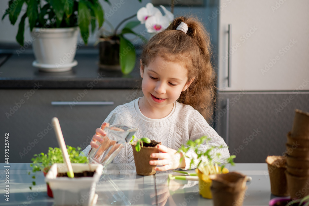 A cute girl plants at home in eco pots. She is wearing a white sweater. The garden of the house. Hobby. A cute girl plants at home in eco pots. She is wearing a white sweater. The garden of the house. Hobby.