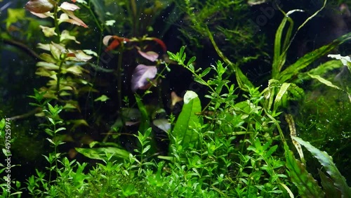 aquatic plants produce oxygen in water with air bubbles under bright LED light, planted dutch style freshwater aquarium detail, ryoboku nature Amano aquascape design, dark background photo