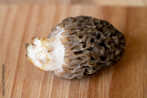 Single Black Morel on Wood