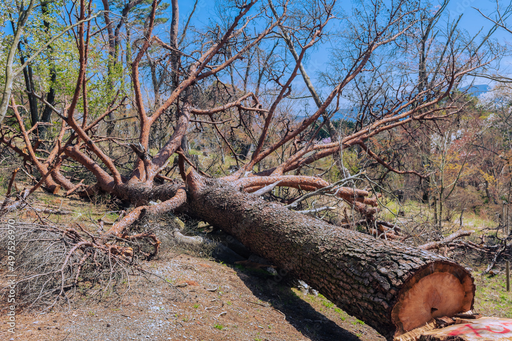 Obraz premium 切り倒された赤松の大木