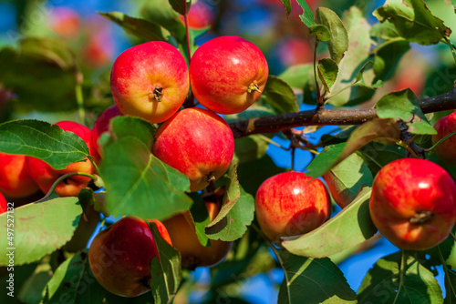 A branch with red tasty apples is wanted for an advertising label. Bright red apples on a branch.