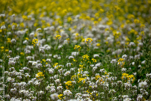 Flores amarillas y blancas en campo. Concepto de naturaleza, flores.
