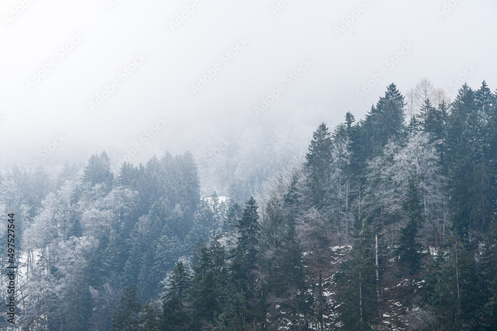 Background photo of trees in winter season