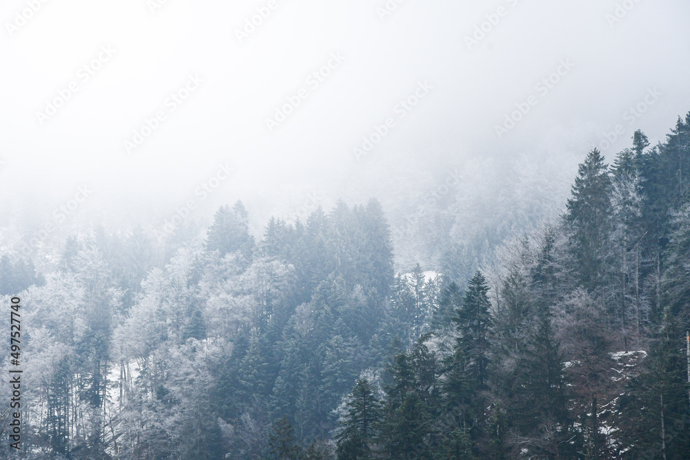 Background photo of trees in winter season