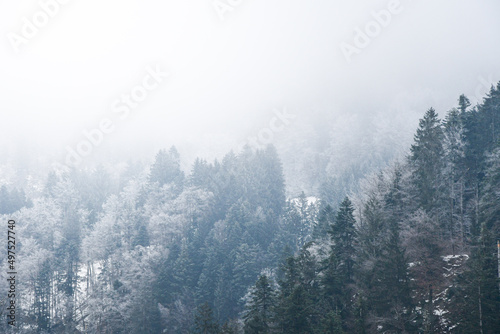 Background photo of trees in winter season