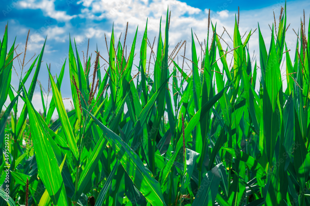 close up on a cornfield. big green leaf. cron growing. blue sky with clouds. Agricultural field with plants 
in sunlight. Background for agricultural brochure design