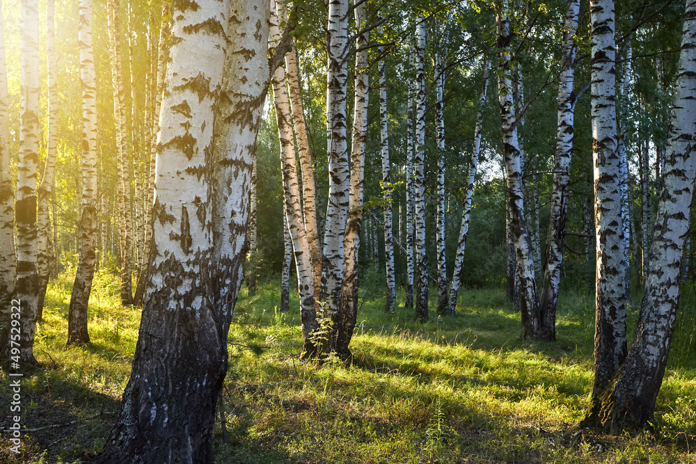 Obraz premium Birch grove in summer at sunset on a sunny summer evening.