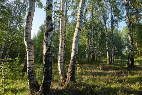 Birch grove in summer at sunset on a sunny summer evening.