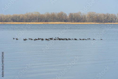 Group small waterfowl wild duck swimming in river. Birds with black feathers and white skin on the head. Eurasian coot Fulica atra. Dry reeds on the shore and ice. Birdlife in wild nature. © IhorStore