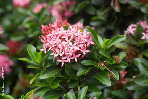 Closeup view of blooming ixora coccinea  also known as jungle geranium  flame of the woods or jungle flame or pendkuli  is one of most popular shrubs for gardening and lanscape