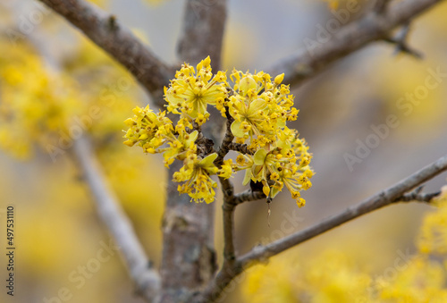 a close-up with a Cornus mas tree flower photo