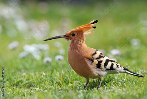 Close up of a beautiful eurasian hoopoe (Upupa epops) on the grass of a green field with flowers. Background wildlife image of a stunning and colorful exotic bird with a crest. Lugo, Spain.