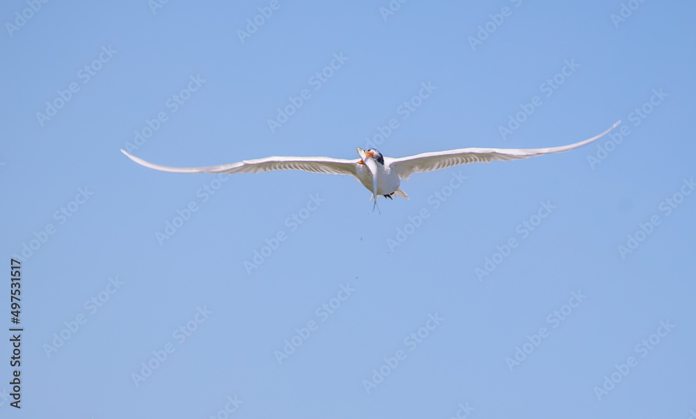 Fototapeta premium Sternidae bird flying with a hunt in its mouth on the sky background