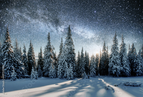Majestic view of forest with fir trees and cosmos with many stars © standret