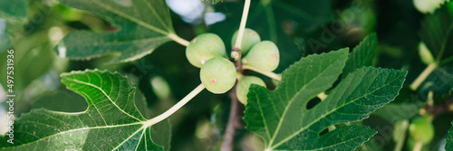 green unripe figs fruits on the branch of a fig tree or sycamine with plant leaves cultivated on wild garden farm homesteading in sunny summer day. banner photo