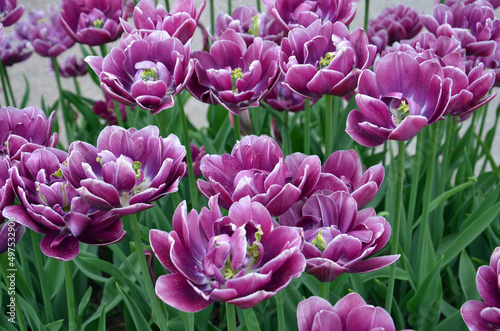field of tulips
