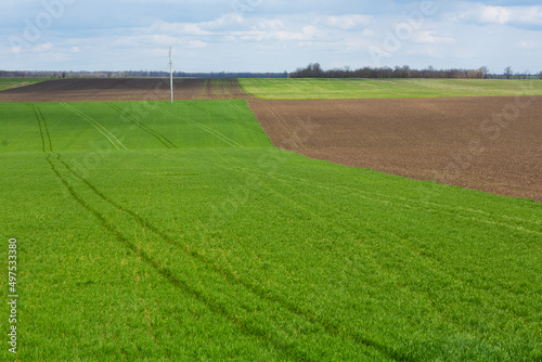 Agricultural fields on which grow up cereals. Cereal fields in summer day with blue sky.