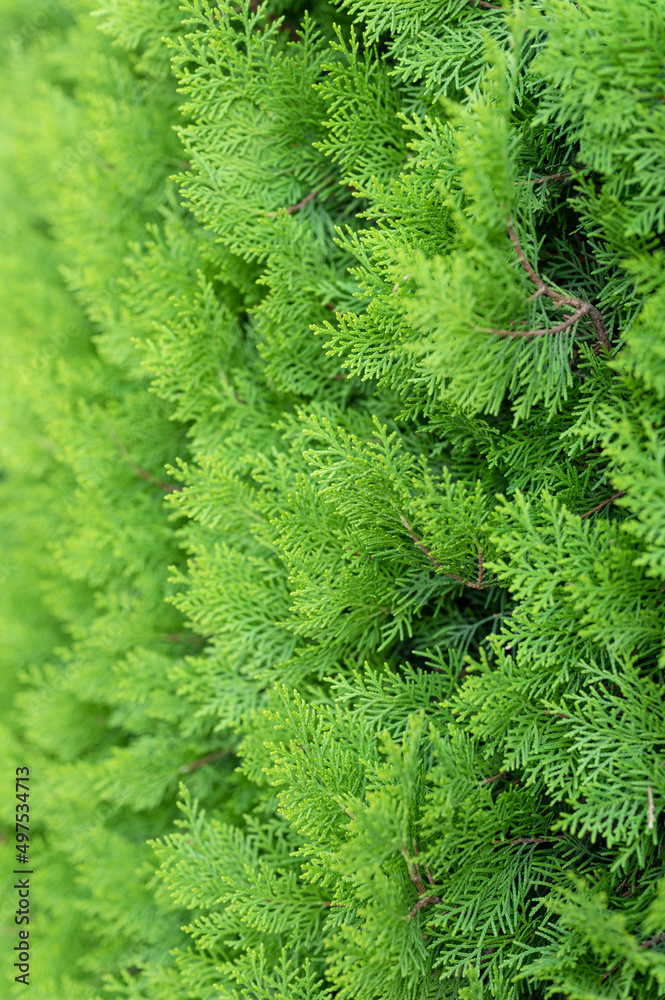 tuya east is green coniferous tree. young cypress trees branches and leaves of thuja variety aurea nana orientalis decorative plant on natural garden in summer day outdoor. nature landscape background tuya east is green coniferous tree. young cypress trees branches and leaves of thuja variety aurea nana orientalis decorative plant on natural garden in summer day outdoor. nature landscape background