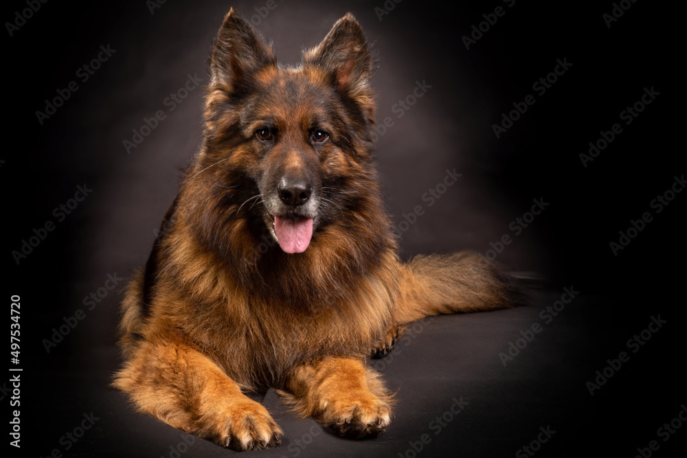 A bright German shepherd with a long coat sits on a black backgr