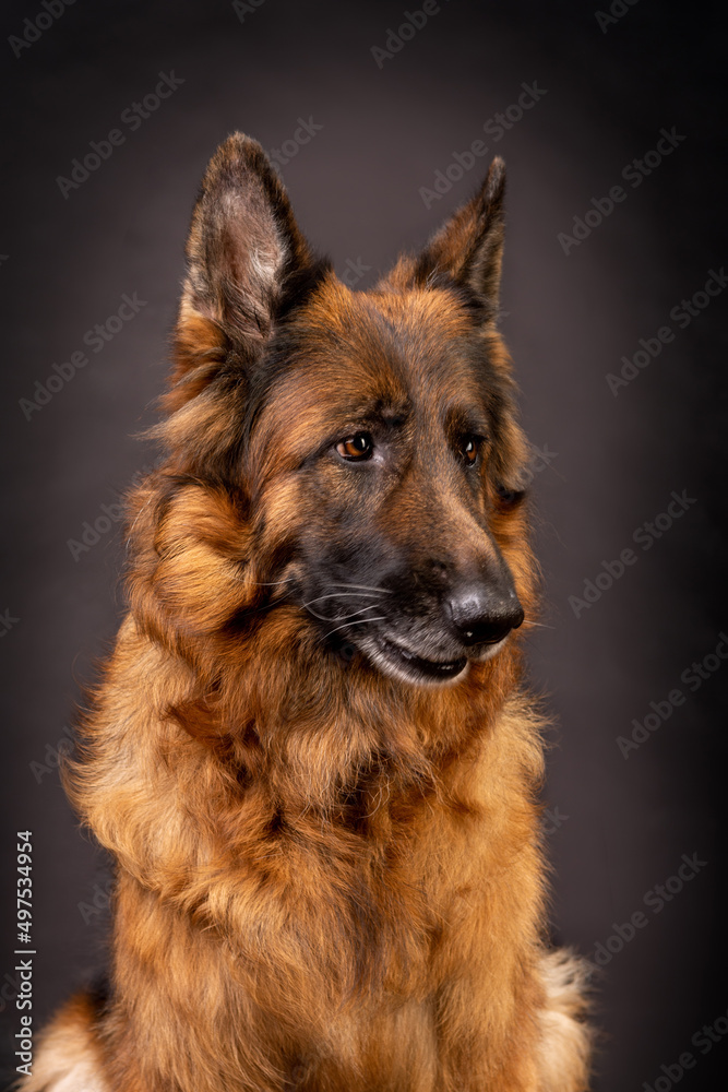 Head shot portrait of a beautiful german shepherd on a dark grey background