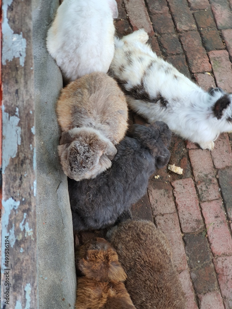 Rabbit Rabbit