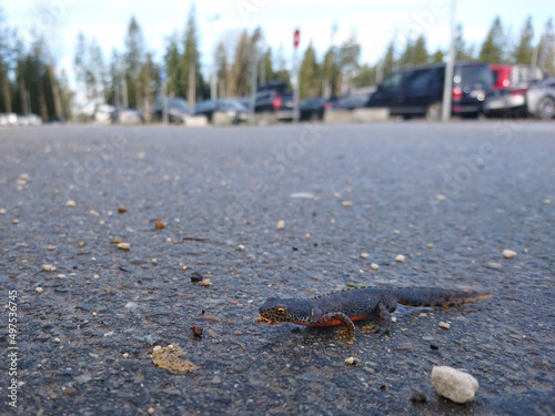 Wide-angle closeup photo of male European alpine newt Ichthyosaura alpestris (Amphibia; Urodela; Salamandridae) while wandering on a car park in southern Germany during daytime in spring season