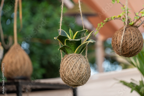 Hanging kokedama on a blurred background photo